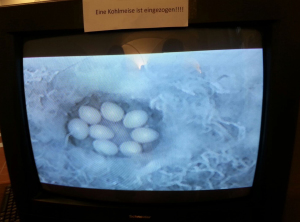 Kohlmeise Eier