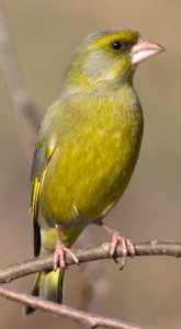 Greenfinch-cropped_Treptewwww.photo-natur.de(CC BY-SA 3.0)
