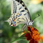Papilio machaon - Schwalbenschanz US.Werner.Pichler.CC-BY-SA3.0