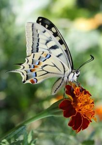Papilio machaon - Schwalbenschanz US.Werner.Pichler.CC-BY-SA3.0