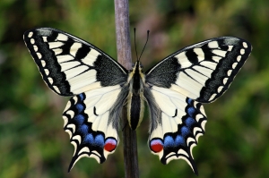 Papilio_Machaon_Schwalbenschwanz.jamon.jp.CC-BY-SA3.0